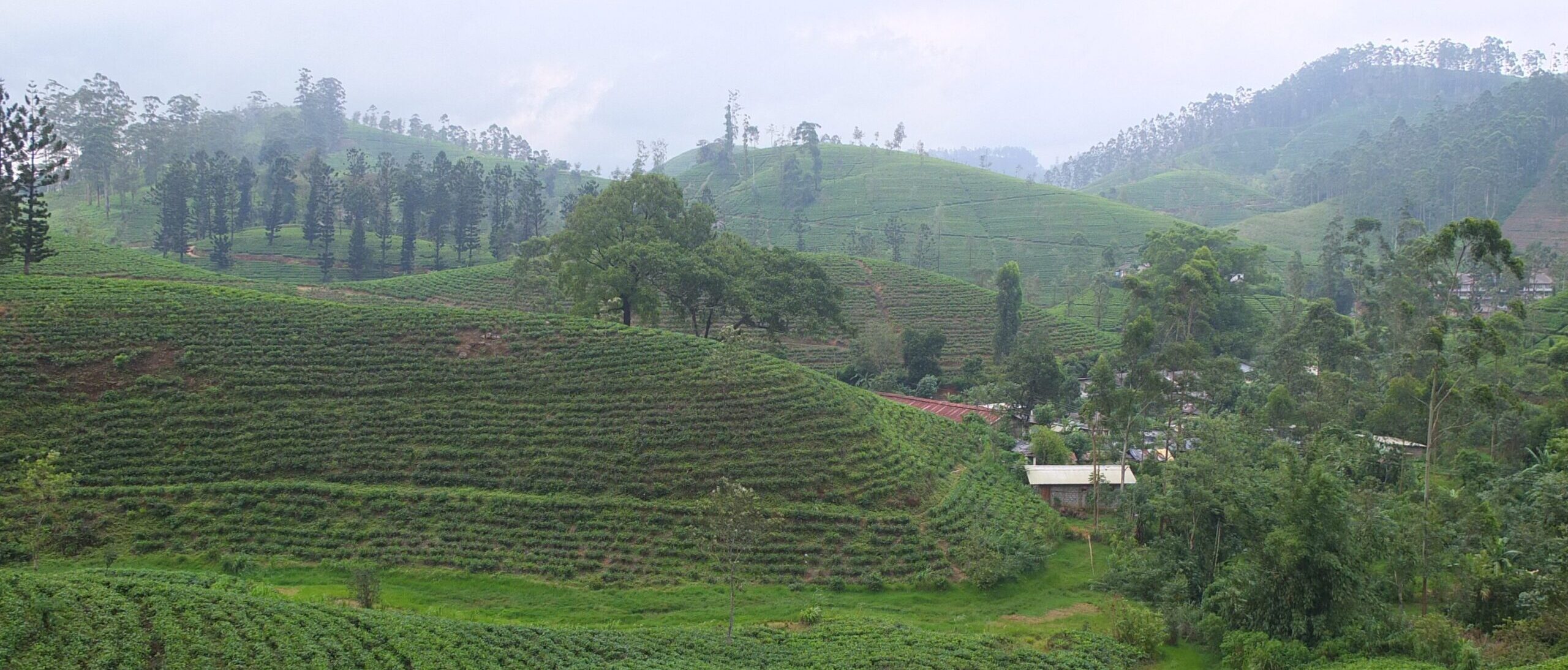 Sri Lanka Tea Estates
