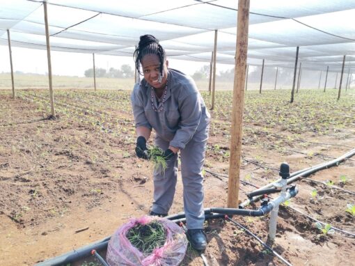 Zuid-Afrika: Ondernemerschap voor meiden in de townships (Agripreneurship)